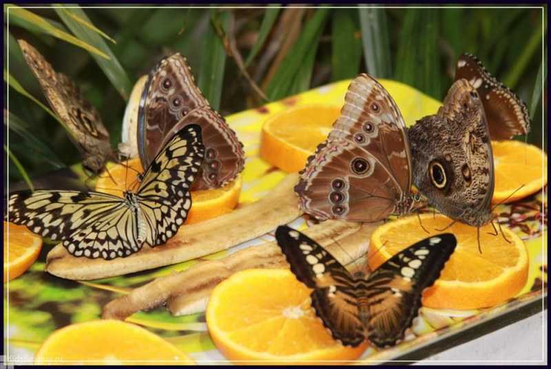 О музее бабочек в санкт-петербурге: тропические живые бабочки, официальный сайт