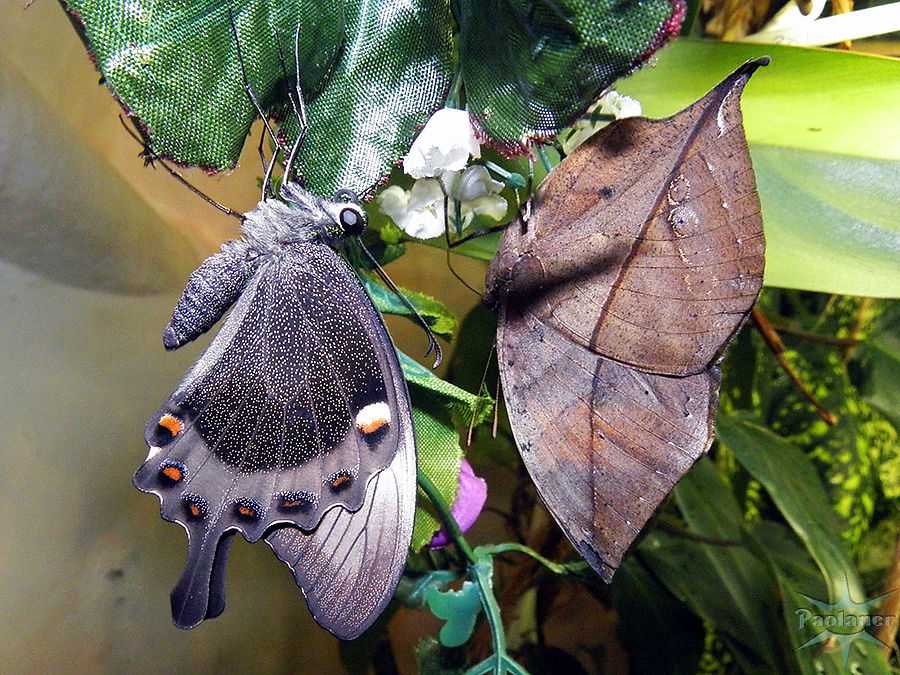 Открывается музей тропических бабочек в санкт-петербурге в 2023 году