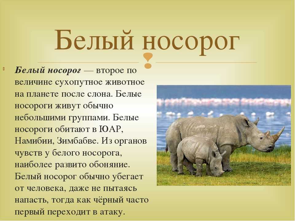 Носорог дюрера