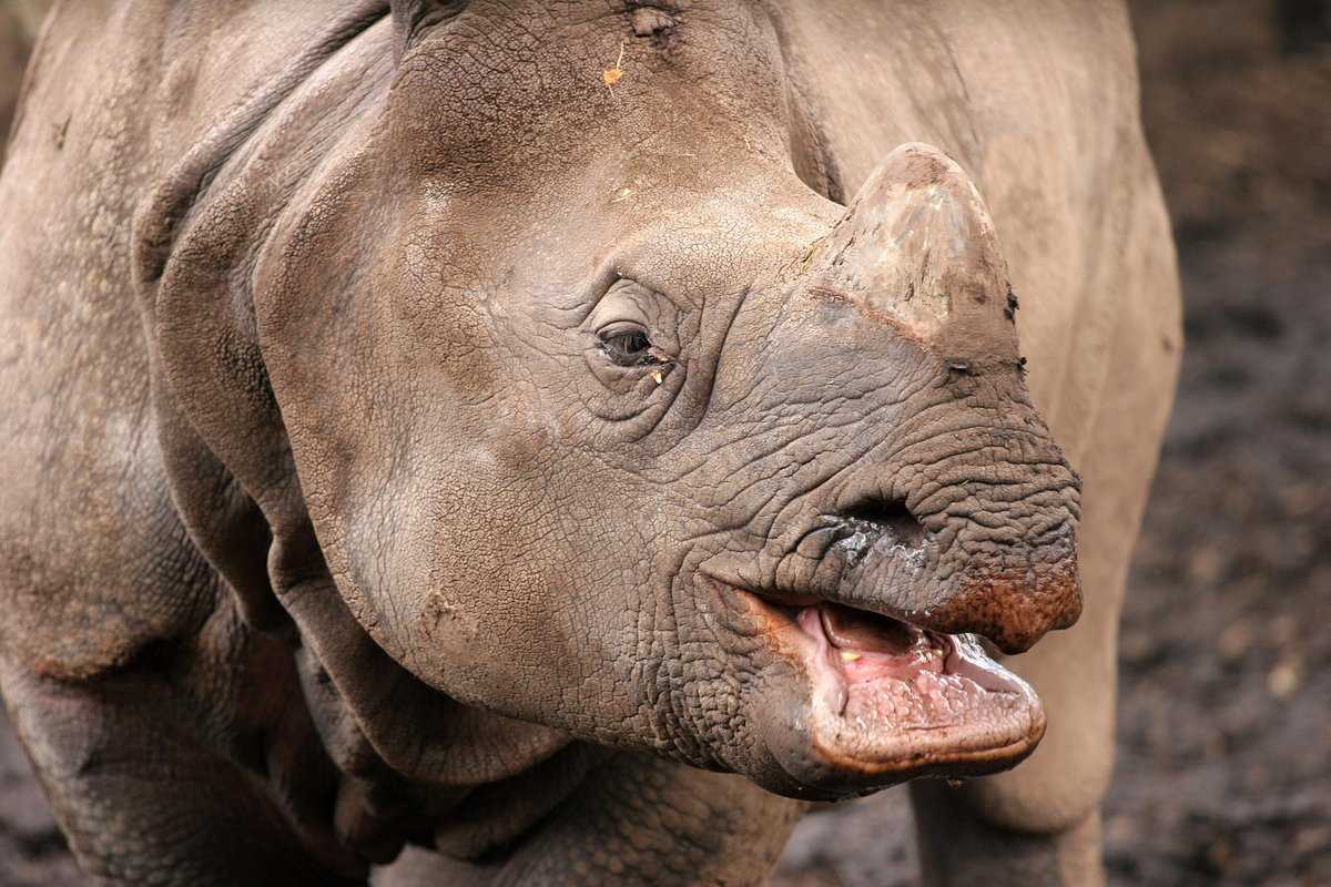 Носорог дюрера  - dürer's rhinoceros - dev.abcdef.wiki