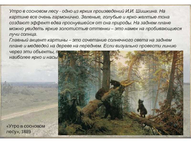 Утро в сосновом лесу