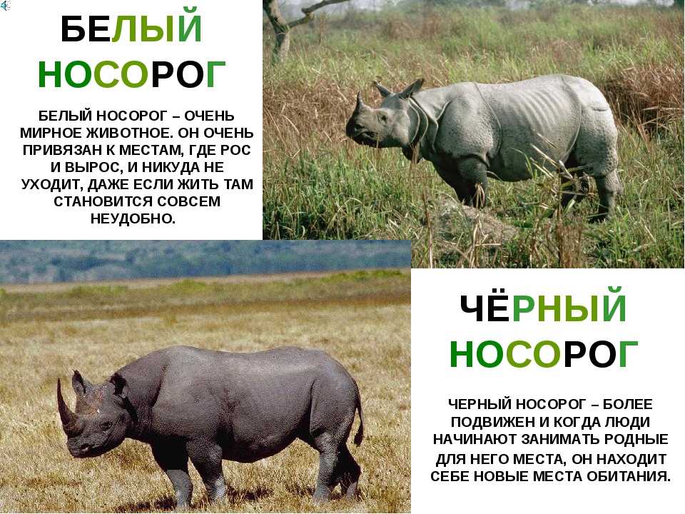 Носорог дюрера - википедия