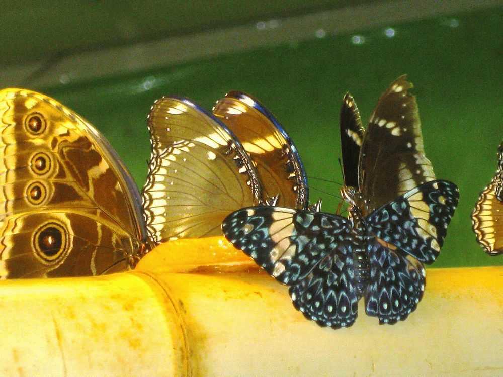 Сад бабочек в санкт петербурге: парк живых бабочек со всего света — торговый центр "глобус экстрим"