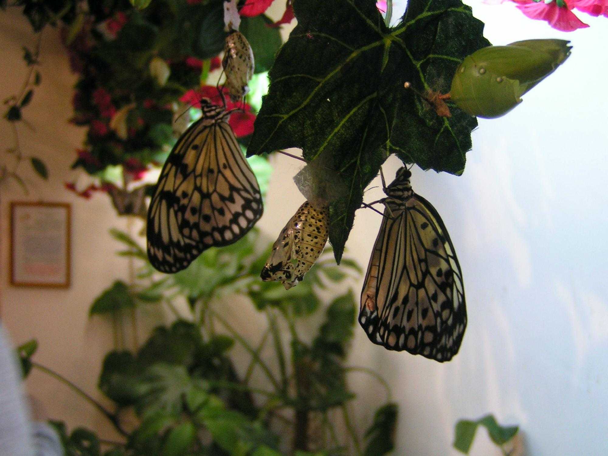 Музей живых бабочек тропический рай спб — интересные места и популярные маршруты