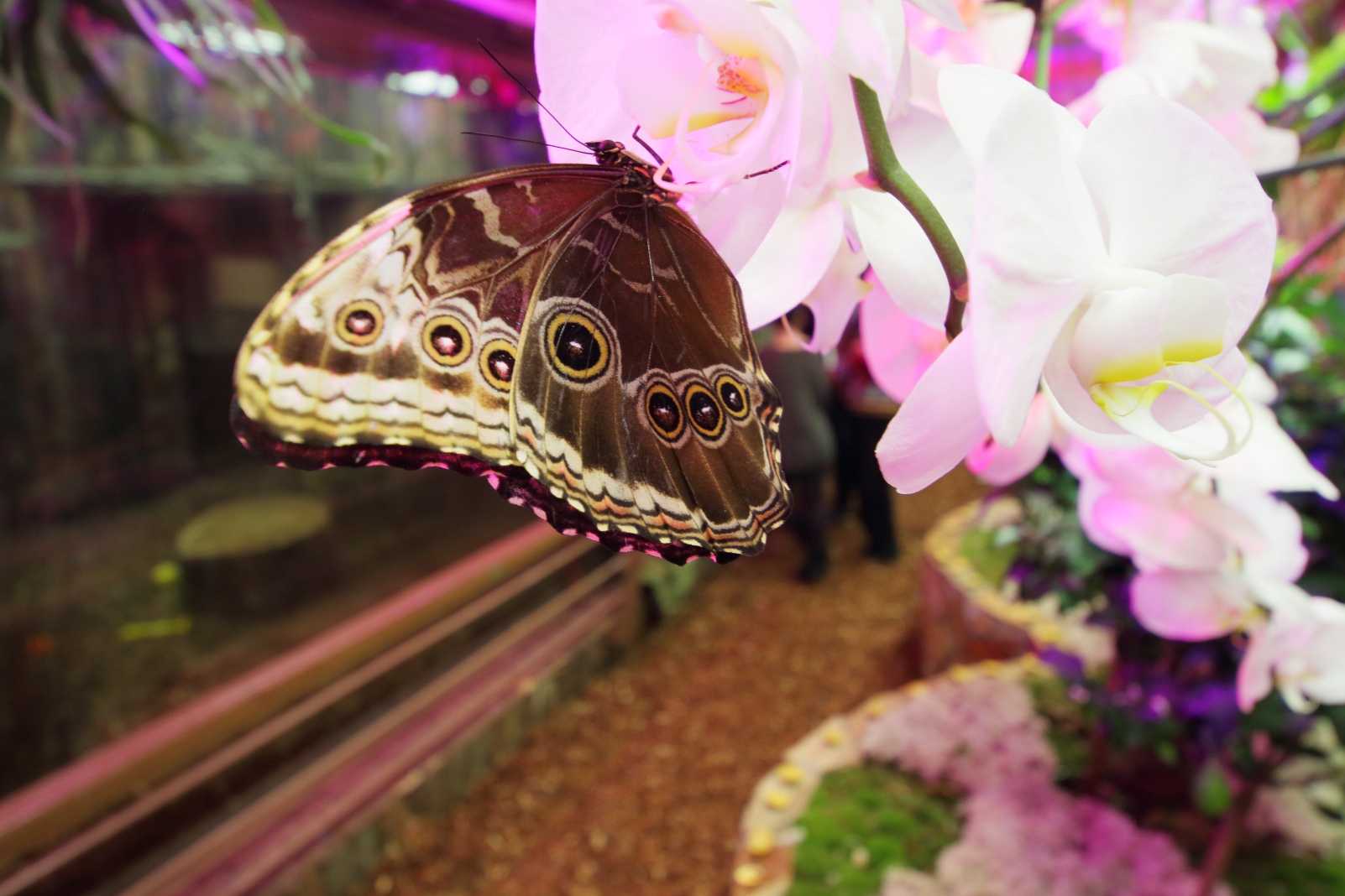 Музей живых бабочек тропический рай спб