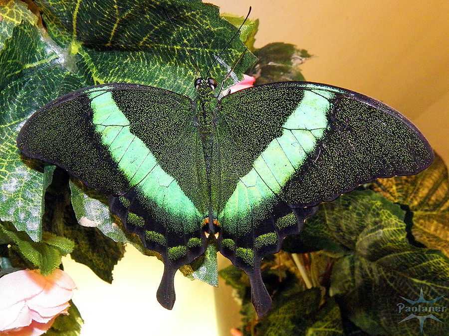Выставка бабочек в санкт-петербурге 2023: когда, где и что посмотреть