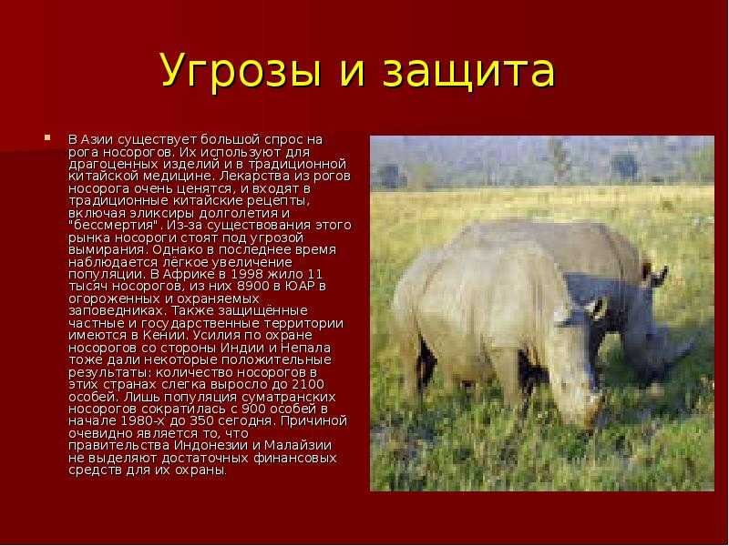 Картины альбрехта дюрера — знакомство с самыми известными картинами дюрера