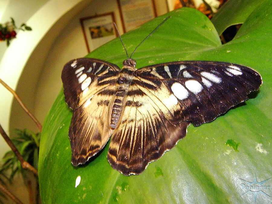 Музей бабочек в санкт-петербурге