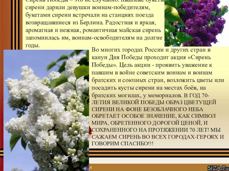 Тема - сочинение по картине м. к. копытцевой летний день. цветет сирень